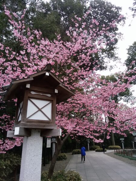 櫻木神社 しあわせの桜咲く 千葉県野田市